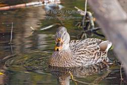 Female Mallard.jpg